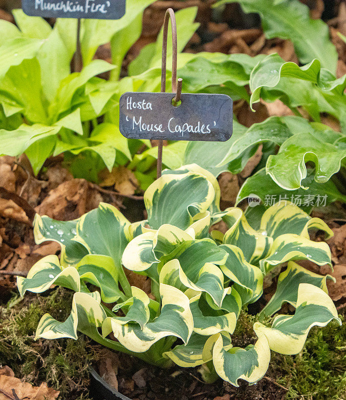 Hosta 'Mouse Capades'在伦敦，英国